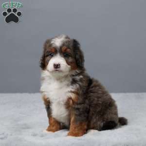 Honey, Mini Bernedoodle Puppy